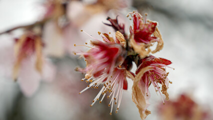 Macro of snowflakes falling on cherry tree blossoms in slow-motion. Beauty of nature and the impact of climate change on the weather.