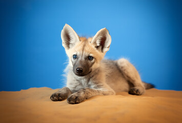 An African Aardwolf animal photography