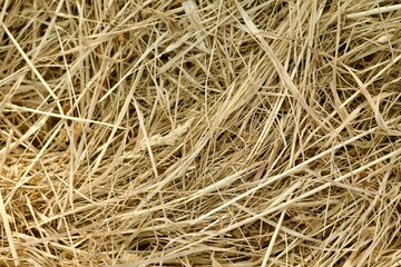 texture of hay