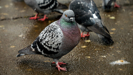 Snowflakes falling on a group of pigeons at a park during winter. The clip portrays the coexistence of nature and urban life.