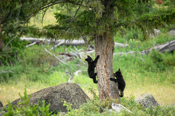 Obraz na płótnie Canvas Two young baby black bear cubs playing and climbing on or up a tree in Yellowstone National Park