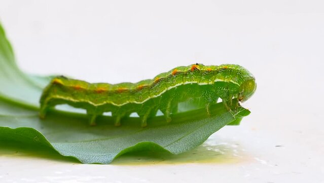 Caterpillar eating leaf. Bug eating herbs in home garden. Moth caterpillar - pest of green plants. Butterfly caterpillar Small Emperor Moth (Saturnia pavonia) white background
