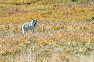 Coyote yawning while standing still in a grassy meadow in Yellowstone National Park