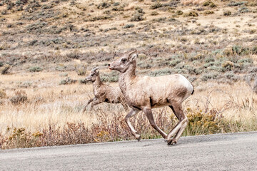 Young bighorn sheep running near Jackson, Wyoming