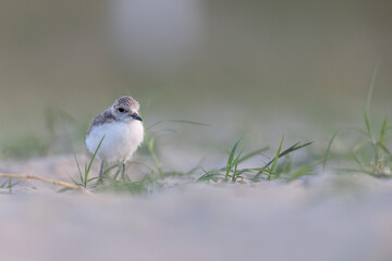 Waders or shorebirds, kentish plover chick on the beach.