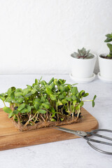Microgreen sunflower and scissors on a wooden board. Home grown healthy superfood