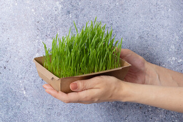 Sprouted microgreen wheat in female hand. Healthy superfood home growth