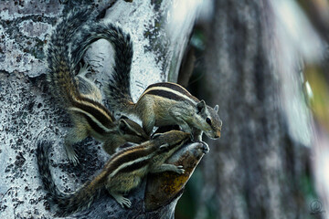 Squirrel Family in Backyard 