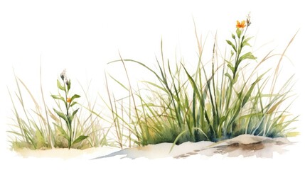 Fototapeta premium Meadow wild grasses and flowers close-up watercolor illustration on a white background.
