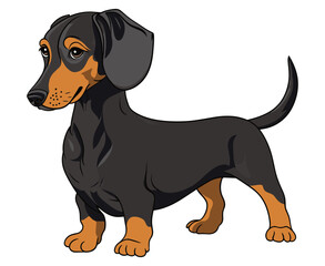 Cute Dachshund dog isolated on white background. Flat Vector illustration