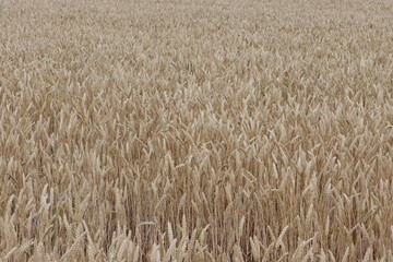 Sweden. A cereal is any grass cultivated for the edible components of its grain (botanically, a type of fruit called a caryopsis), which is composed of an endosperm, a germ, and a bran