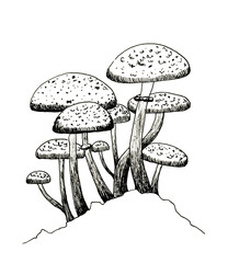 Forest Mushrooms on a Hillock Ink Hand Drawing Illustration