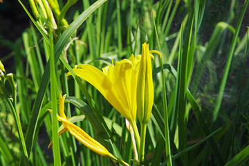 blooming yellow lily flower growing on the ground in the garden