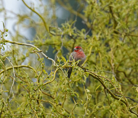 House Finch in spring green willow tree