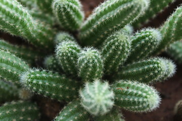 cactuse