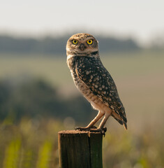 Staring owl perched on a fence, yellow eyes 