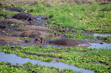 Hippo in the Katavi park in Tanzania, East Africa