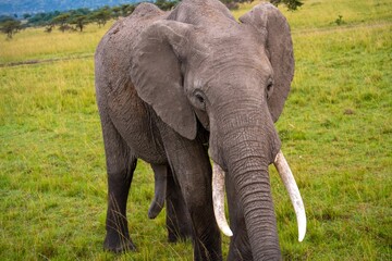 Naklejka na ściany i meble A closeup of a single adult male African elephant
