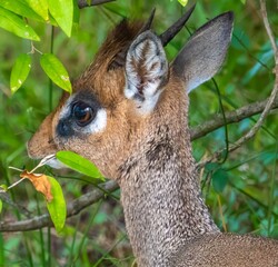A closeup head shot of a dik dik antelope on the savannah grasslands of the Maasai Mara Reserve, Kenya, Africa