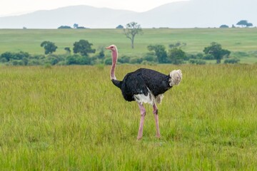 A male ostrich in the tall green grass on the Masai Mara Savannah, Kenya, Africa - obrazy, fototapety, plakaty