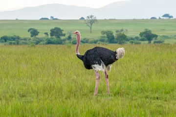  A male ostrich in the tall green grass on the Masai Mara Savannah, Kenya, Africa © Bob