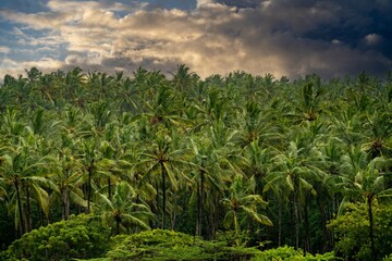 Fototapeta na wymiar A large plantation of coconut palms on the shores of the Indian Ocean near Watamu, Kenya