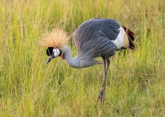 A single secretasry birds feeding in the long grass on the savannah of the Msssai Mara Reserve in Kenya, Africa