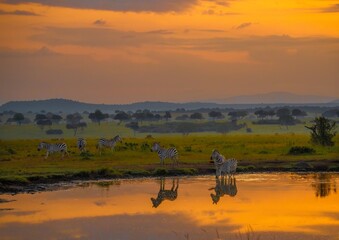 Zebras reflected in a water hole at sunset on the savannah of the Maasai Mara Reserve, Kenya, 