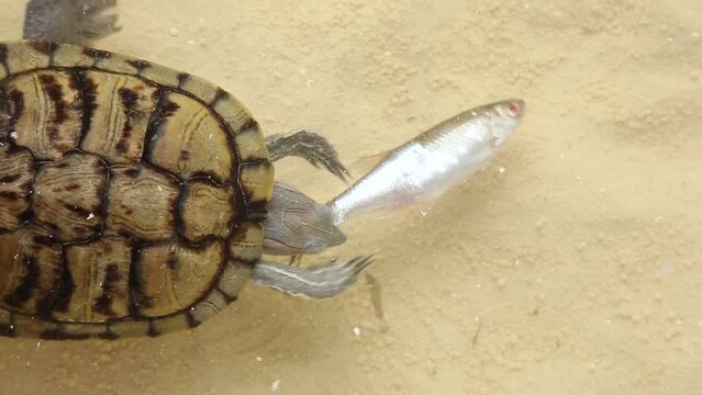 The hand of a man to feed fish to a wild, predatory turtle. 