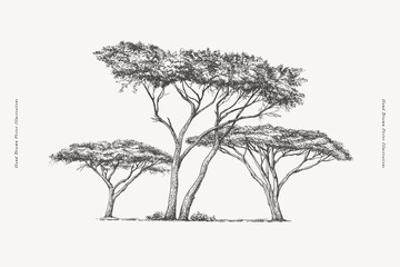 Three graceful acacia trees in engraving style. Hand drawn African savannah plant. Vintage botanical illustration on a light isolated background. - 625323710
