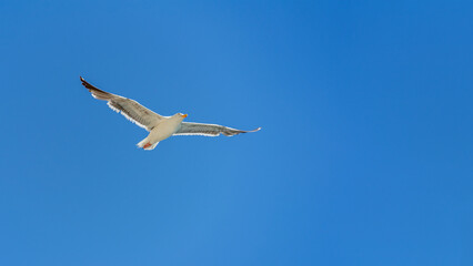 A California seagull flying high in the clear blue sky with wings spread wide
