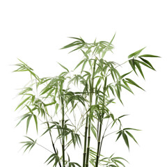 A tall bamboo plant in a white pot