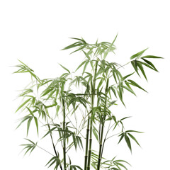 Fototapeta premium A tall bamboo plant in a white pot