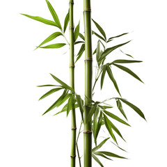 Fototapeta na wymiar A towering bamboo plant with lush green leaves