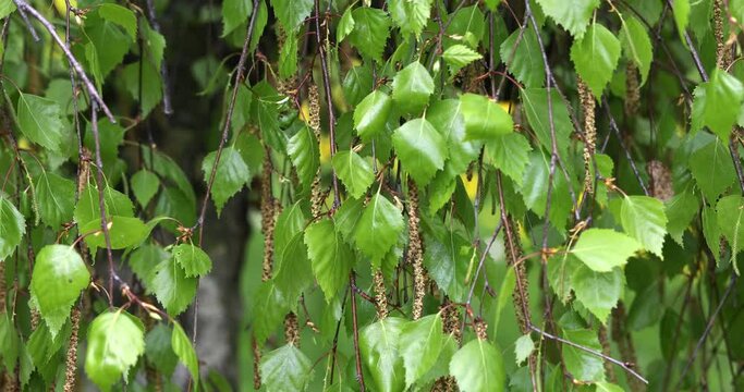 Green leaves of the tree vibrate moved by the wind