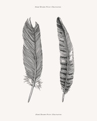 Two bird feathers from different birds. Feather drawn in the old engraving style. Vector illustration on a light isolated background.