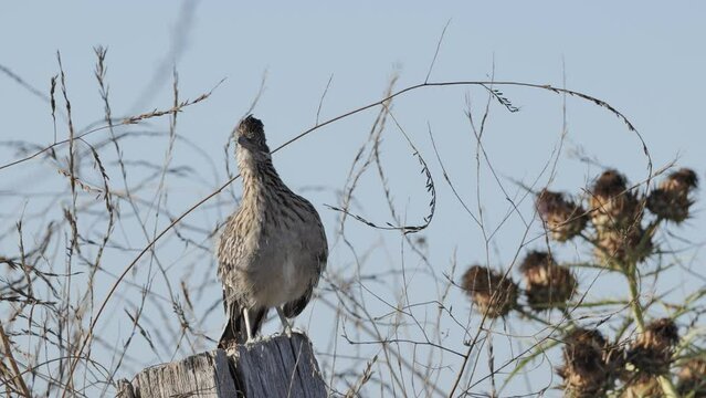 The greater roadrunner (Geococcyx californianus) - bird from the cuckoo family. It hunts snakes, lizards, mice and insects. Lives in deserts and semi-deserts of the South of the USA and in Mexico.