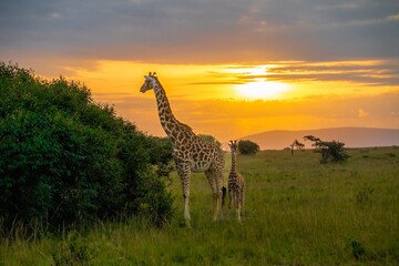 Fototapeta premium Female giraffe and her baby, calf, feeding on small trees at sunset on the Maasai Mara Reserve Kenya