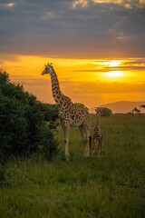 Female giraffe and her baby, calf, feeding on small trees at sunset on the Maasai Mara Reserve Kenya © Bob