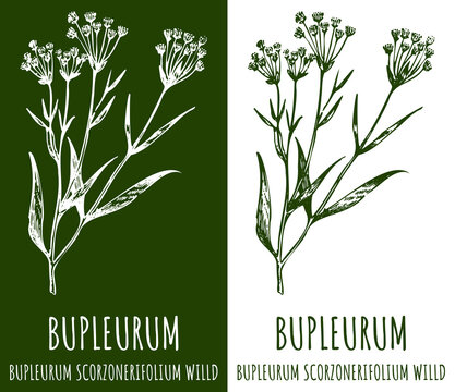 Drawing Bupleurum. Hand drawn illustration. The Latin name is Bupleurum scorzonerifolium