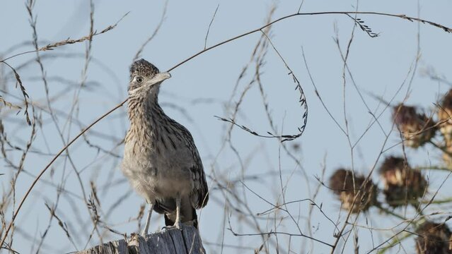 The greater roadrunner (Geococcyx californianus) - bird from the cuckoo family. It hunts snakes, lizards, mice and insects. Lives in deserts and semi-deserts of the South of the USA and in Mexico.