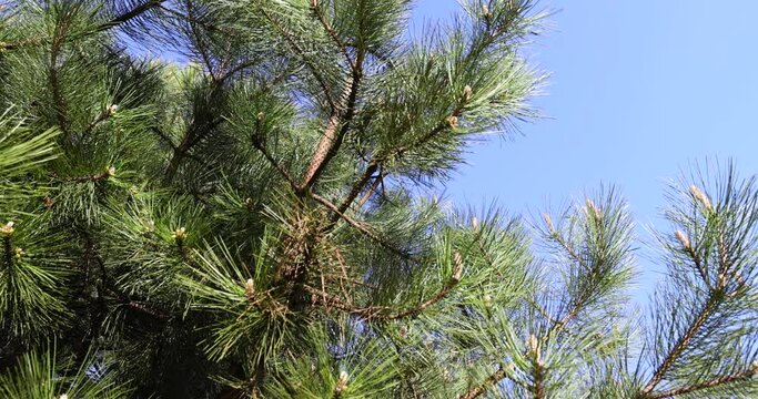 long pine needles in the spring season, close-up of pine branches with long needles in sunny spring weather
