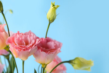 Obraz premium Beautiful pink eustoma flowers on blue background, closeup