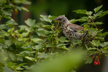 Bird fieldfare in close-up sitting on a bush of red currant.