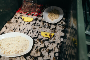 crickets feeding on a farm