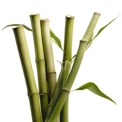 a vibrant and tall bamboo plant with lush green leaves