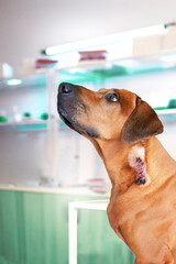 Rhodesian ridgeback dog in veterinarian's exam room after surgery. Sutured incision on dog's neck