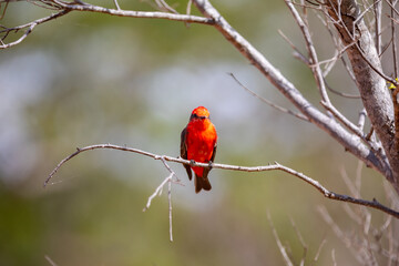 Small red bird known as 