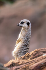 Meerkat standing alert