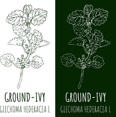 Obraz premium Drawing GROUND-IVY. Hand drawn illustration. The Latin name is GLECHOMA HEDERACEA L
